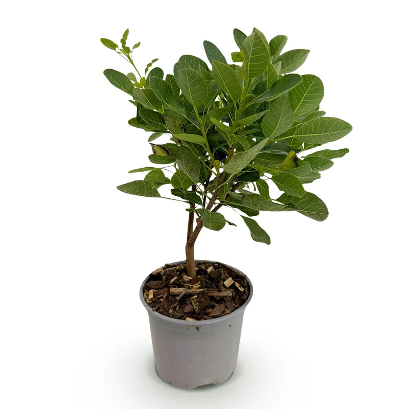 Cotinus coggygria ‘Young Lady’ (Perückenstrauch) – Grün | 35 cm