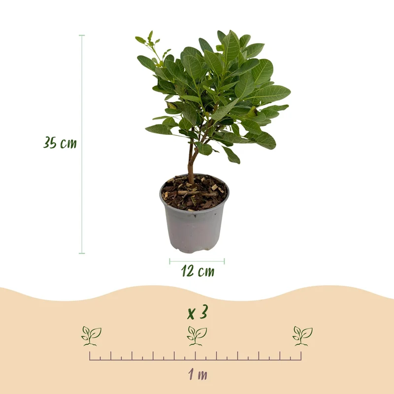Cotinus coggygria ‘Young Lady’ (Perückenstrauch) – Grün | 35 cm
