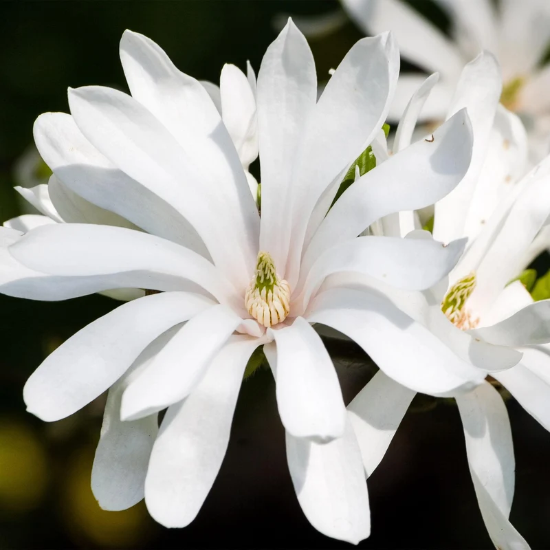 Magnolia stellata ‘Royal Star’ – Sternmagnolie Weiß 30 cm
