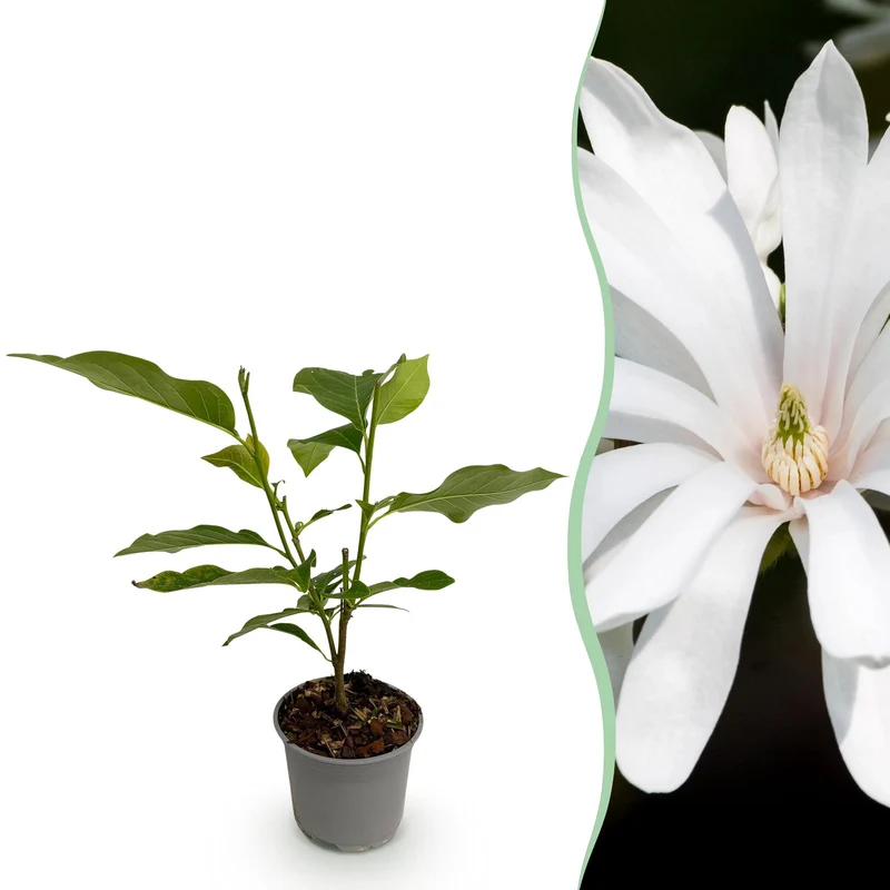 Magnolia stellata ‘Royal Star’ – Sternmagnolie Weiß 30 cm