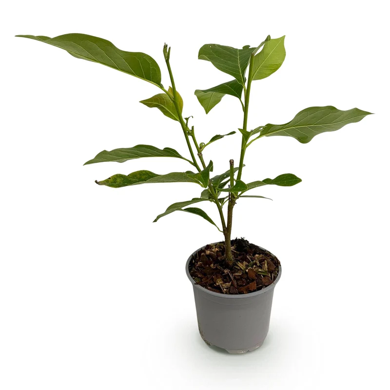 Magnolia stellata ‘Royal Star’ – Sternmagnolie Weiß 30 cm