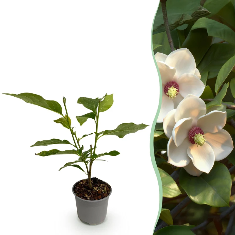 Magnolia sieboldii (Weiß-Rot) – 30 cm | Topf 12 cm
