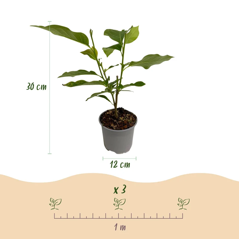 Magnolia sieboldii (Weiß-Rot) – 30 cm | Topf 12 cm