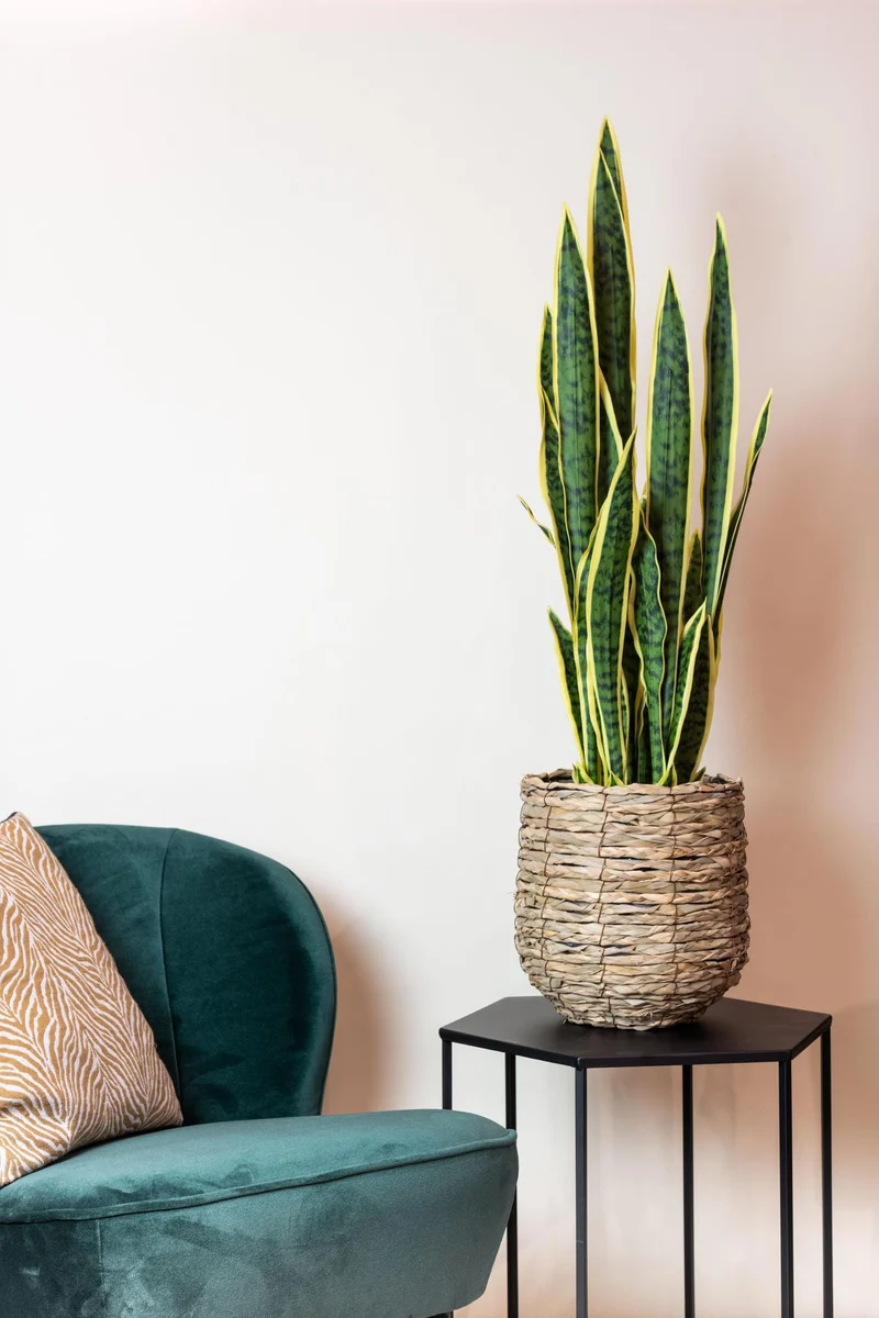 Kunstpflanze Sansevieria trifasciata (Frauenzunge) 97 cm