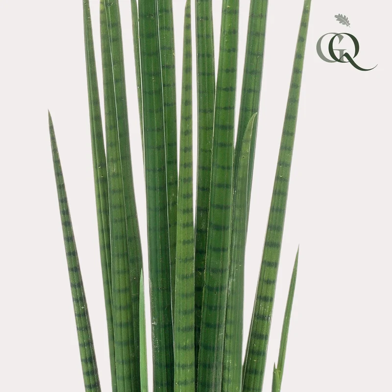 Kunstpflanze - Sansevieria Cylindrica - Frauenzunge - 70cm