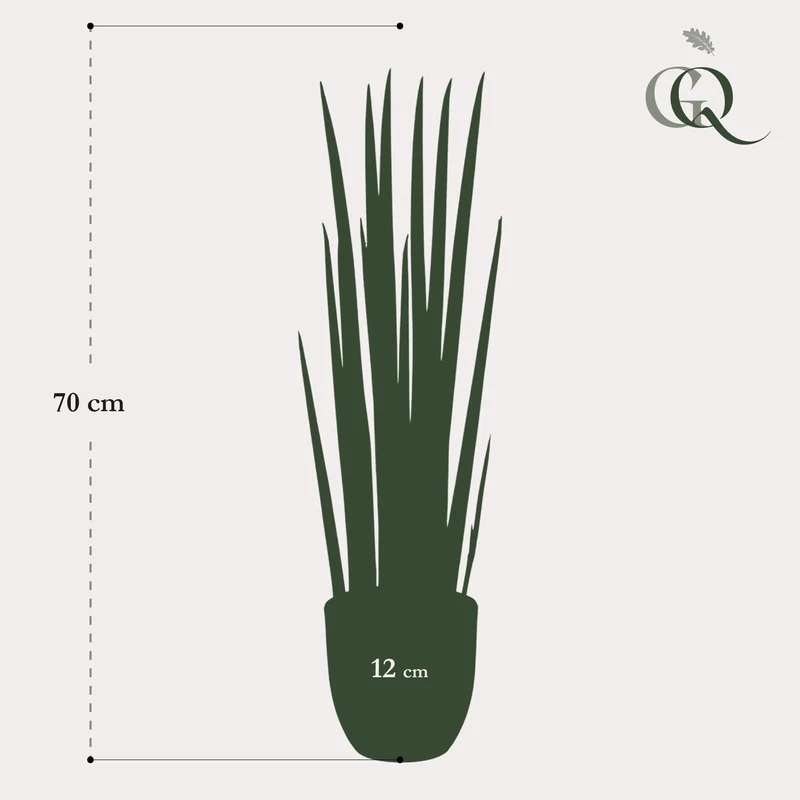 Kunstpflanze - Sansevieria Cylindrica - Frauenzunge - 70cm