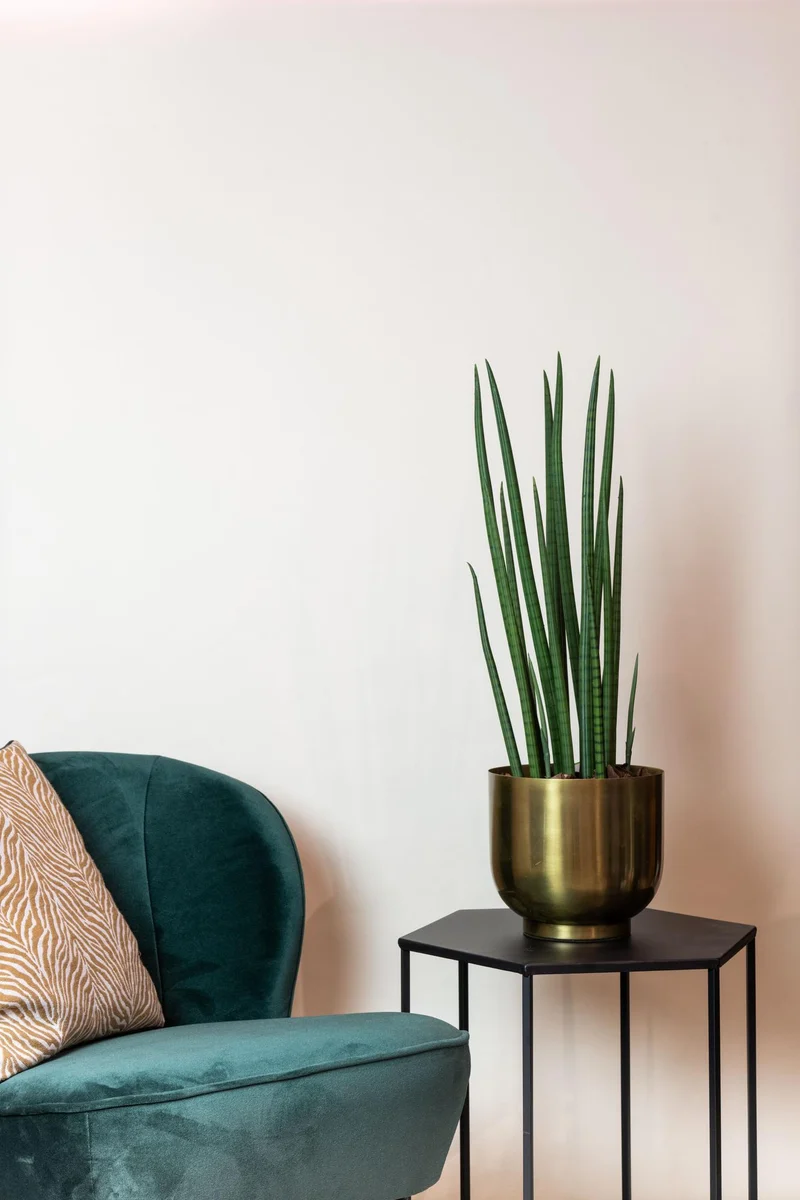 Kunstpflanze - Sansevieria Cylindrica - Frauenzunge - 70cm