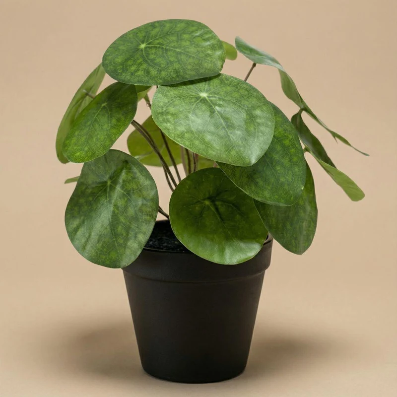 Künstliche Pilea 25 cm im schwarzen Topf