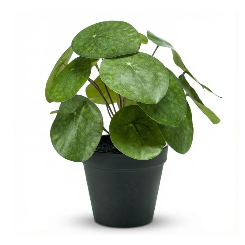Künstliche Pilea 25 cm im schwarzen Topf