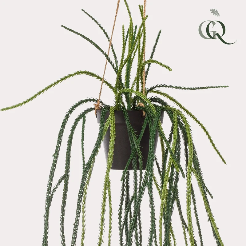 Kunstpflanze - Rhipsalis - Korallenkaktus - 85 cm