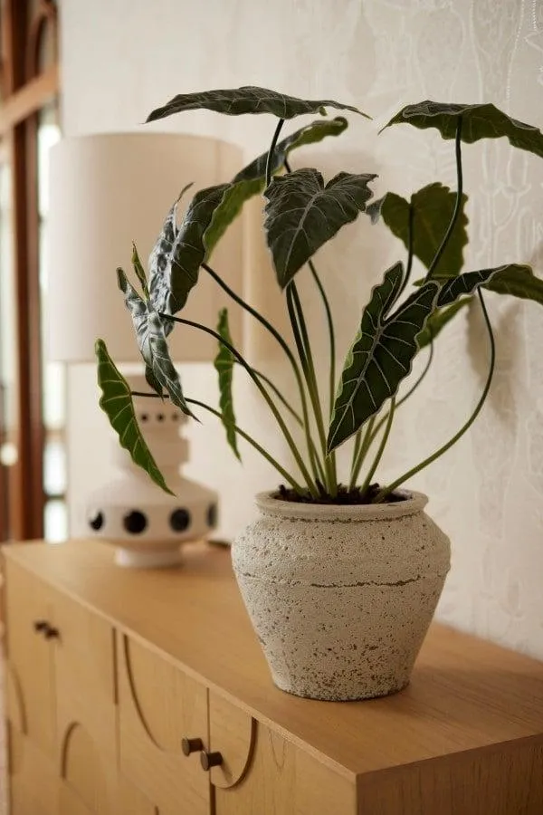 Kunstpflanze Alocasia 80 cm