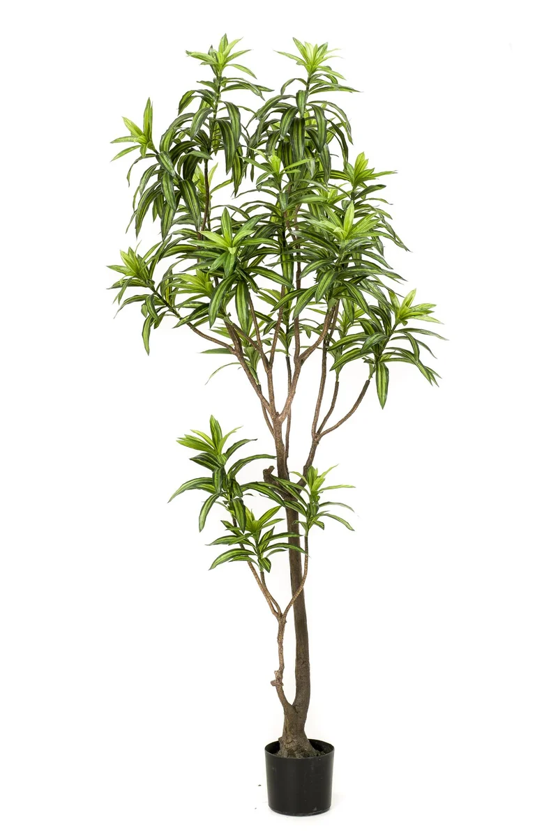 Kunstpflanze - Dracaena - Drachenbaum - 130 cm,155cm,190cm