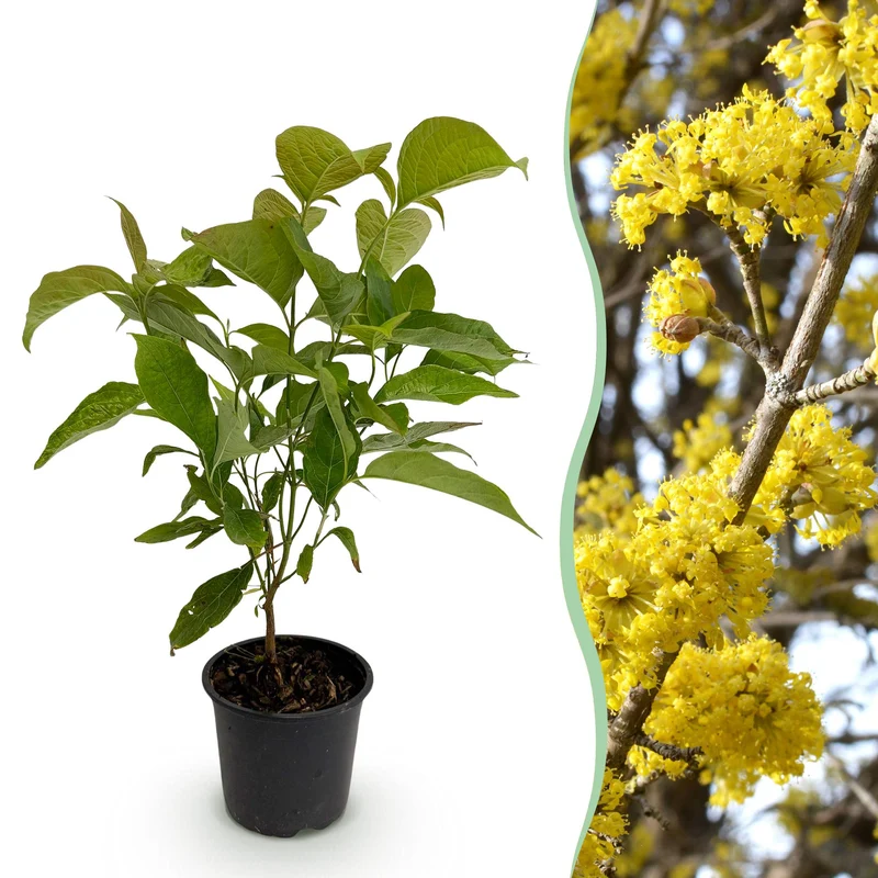 Cornus mas - Blüte Gelb - 1 Pflanze - Topf 12cm Höhe 35cm