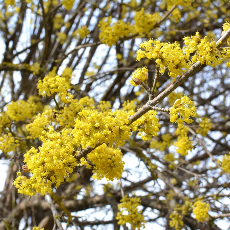 Cornus mas - Blüte Gelb - 1 Pflanze - Topf 12cm Höhe 35cm