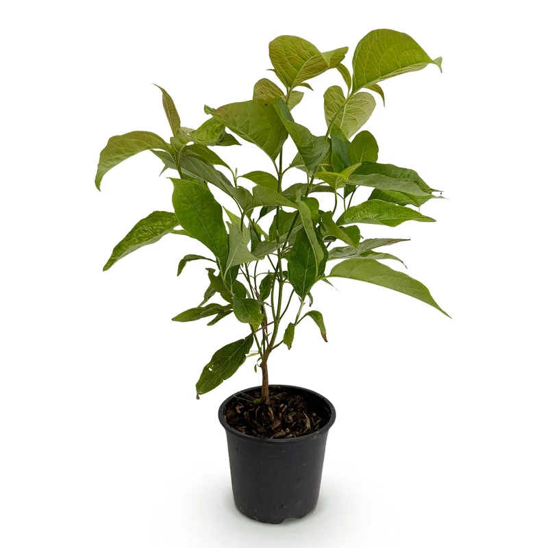 Cornus mas - Blüte Gelb - 1 Pflanze - Topf 12cm Höhe 35cm