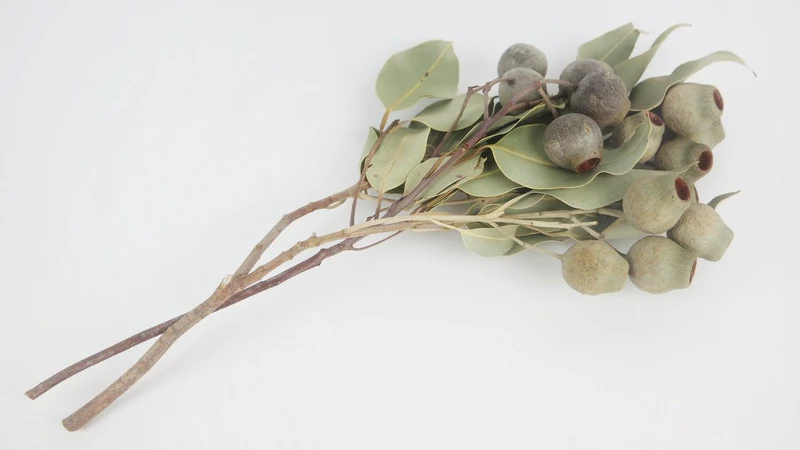 Bellgum getrocknet Earth Matters - 1 Bund - Naturfarbe