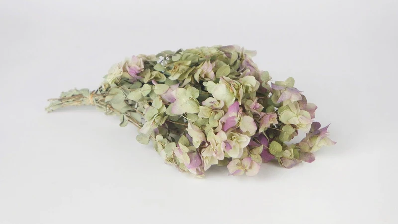Oregano Kent Blumen getrocknet - 1 Bund - Naturfarbe