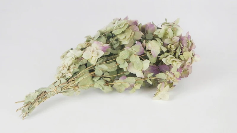 Oregano Kent Blumen getrocknet - 1 Bund - Naturfarbe