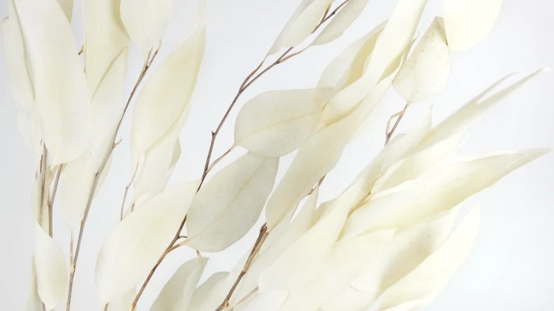 Eukalyptus Willow getrocknet Earth Matters - 1 Bund - Off white
