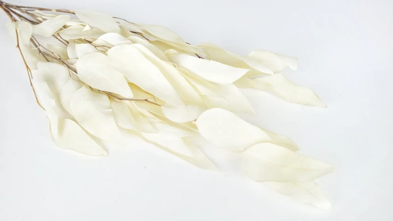 Eukalyptus Willow getrocknet Earth Matters - 1 Bund - Off white