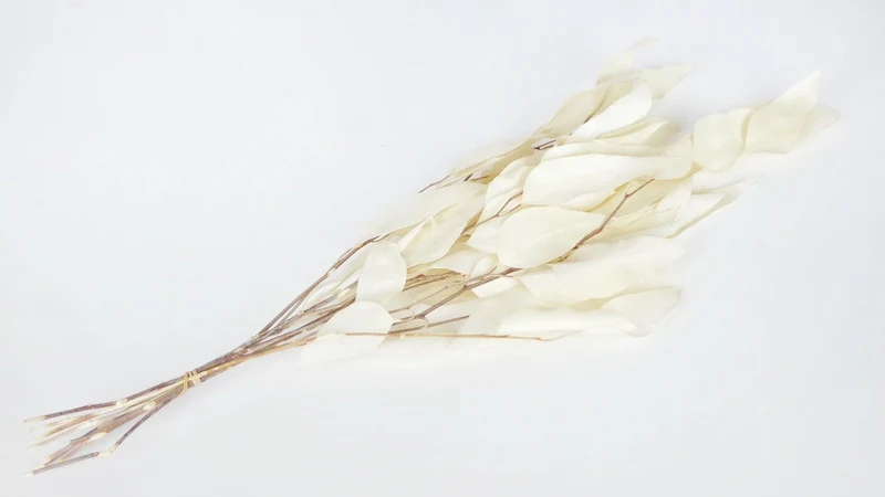 Eukalyptus Willow getrocknet Earth Matters - 1 Bund - Off white