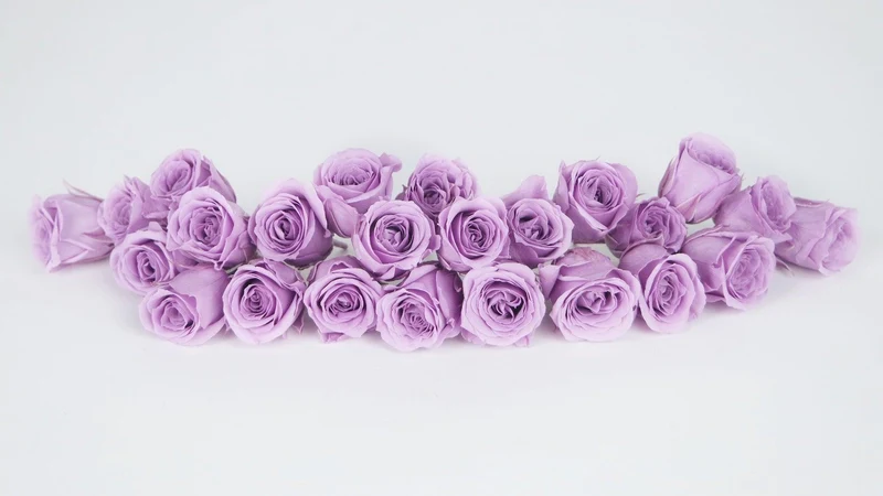 Rosen konserviert Vivian Earth Matters - 24 Köpfe - Sweet lilac 451
