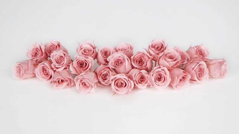 Rosen konserviert Vivian Earth Matters - 24 Köpfe - Vanilla pink 133
