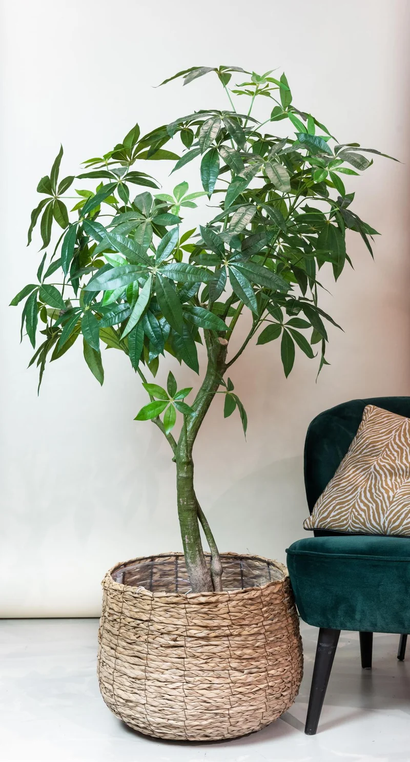 Kunstpflanze Pachira Aquatica in verschiedenen Größen (86cm, 90cm, 150cm, 150cm, 180cm)