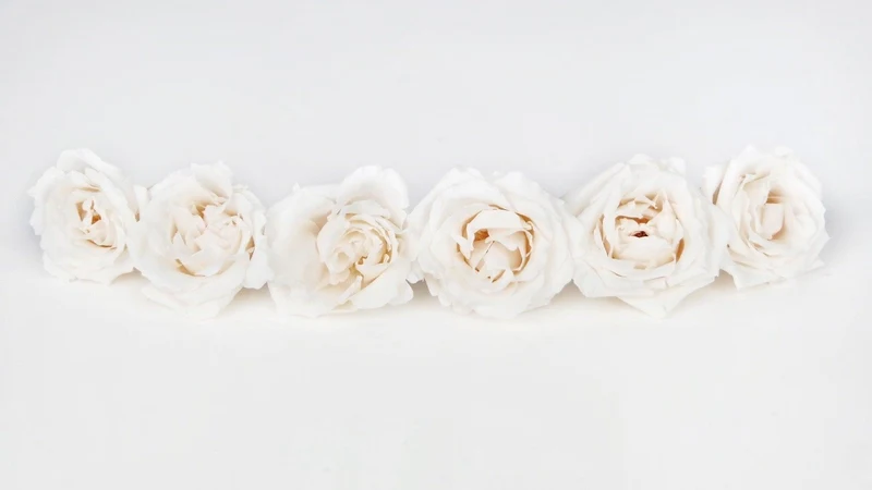 Rosen konserviert Majolica Earth Matters - 6 Köpfe - White Champagne 021
