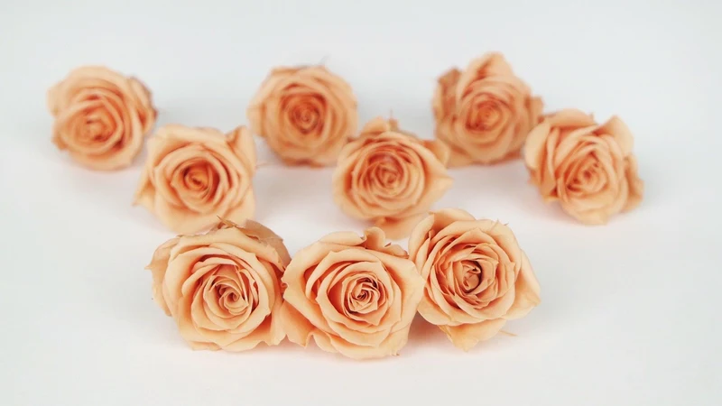 Rosen konserviert Izumi Earth Matters - 9 Köpfe - Tart orange 382