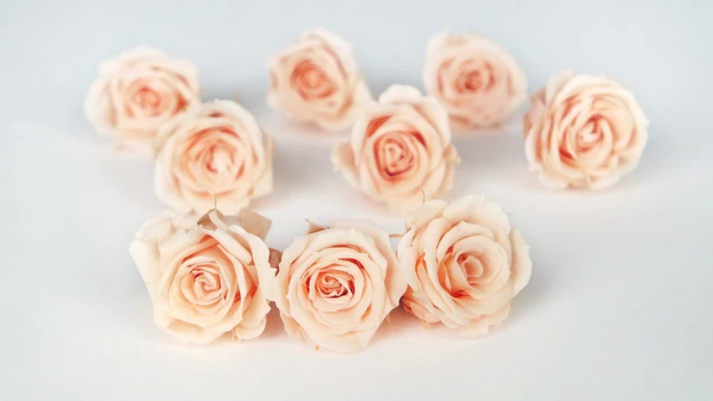 Rosen konserviert Izumi Earth Matters - 9 Köpfe - Creamy peach 371