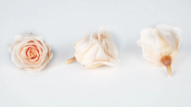 Rosen konserviert Izumi Earth Matters - 9 Köpfe - Creamy peach 371