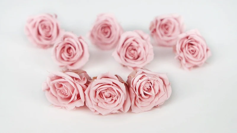Rosen konserviert Izumi Earth Matters - 9 Köpfe - Vanilla pink 133