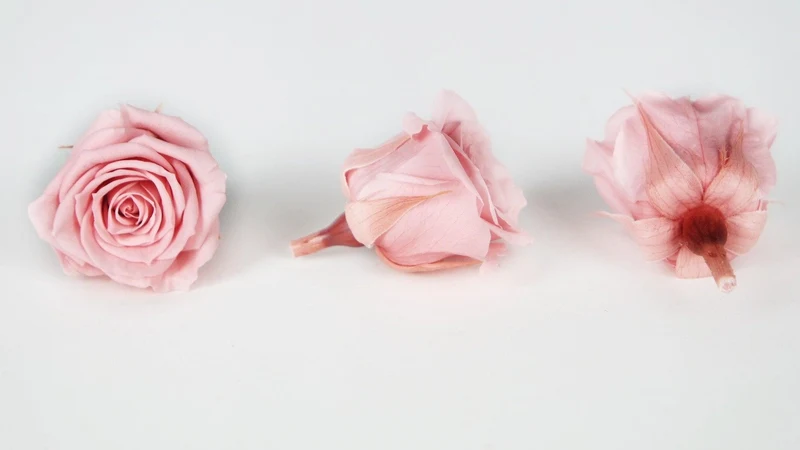 Rosen konserviert Izumi Earth Matters - 9 Köpfe - Vanilla pink 133