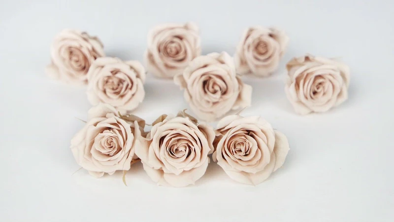 Rosen konserviert Izumi Earth Matters - 9 Köpfe - Champagne pink 131