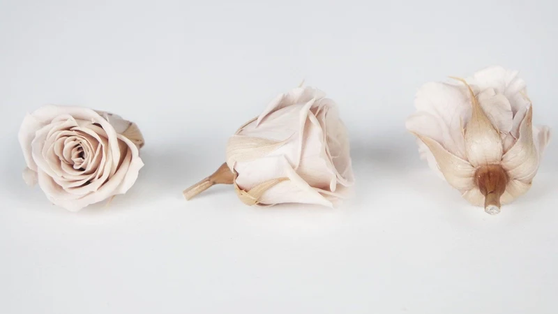 Rosen konserviert Izumi Earth Matters - 9 Köpfe - Champagne pink 131
