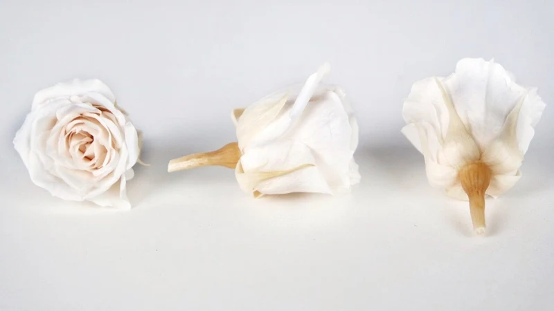 Rosen konserviert Izumi Earth Matters - 9 Köpfe - White Champagne 021