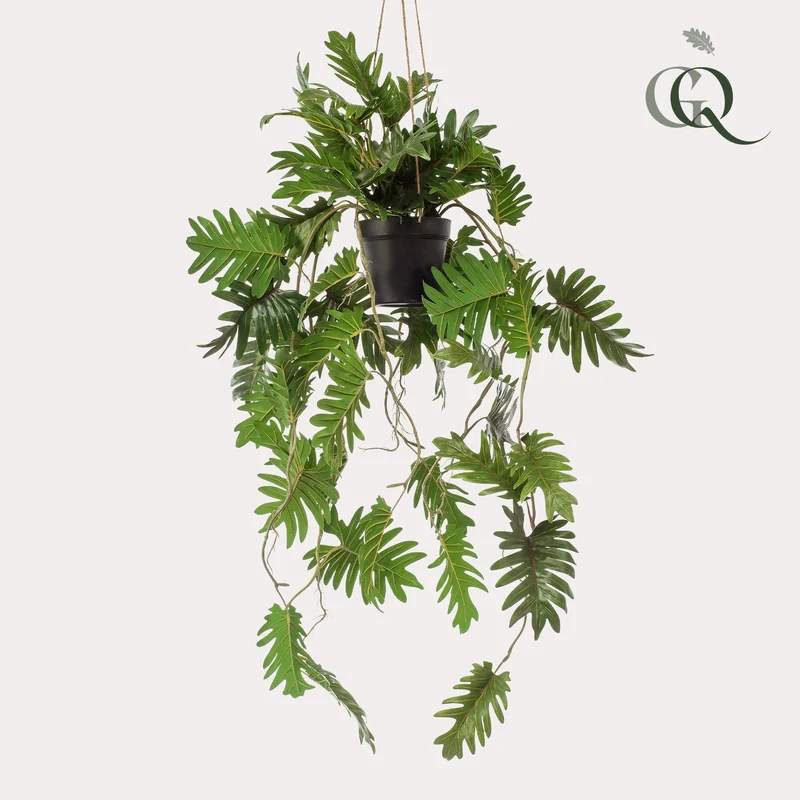 Kunstpflanze Philodendron hängend kaufen – 80 cm, täuschend echt