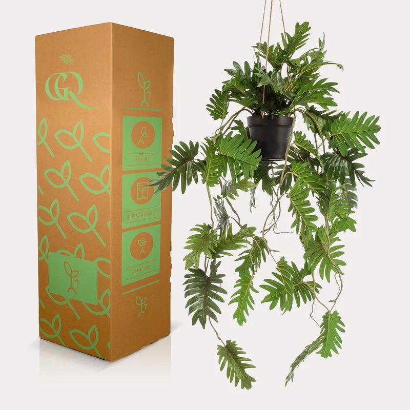 Kunstpflanze Philodendron hängend kaufen – 80 cm, täuschend echt
