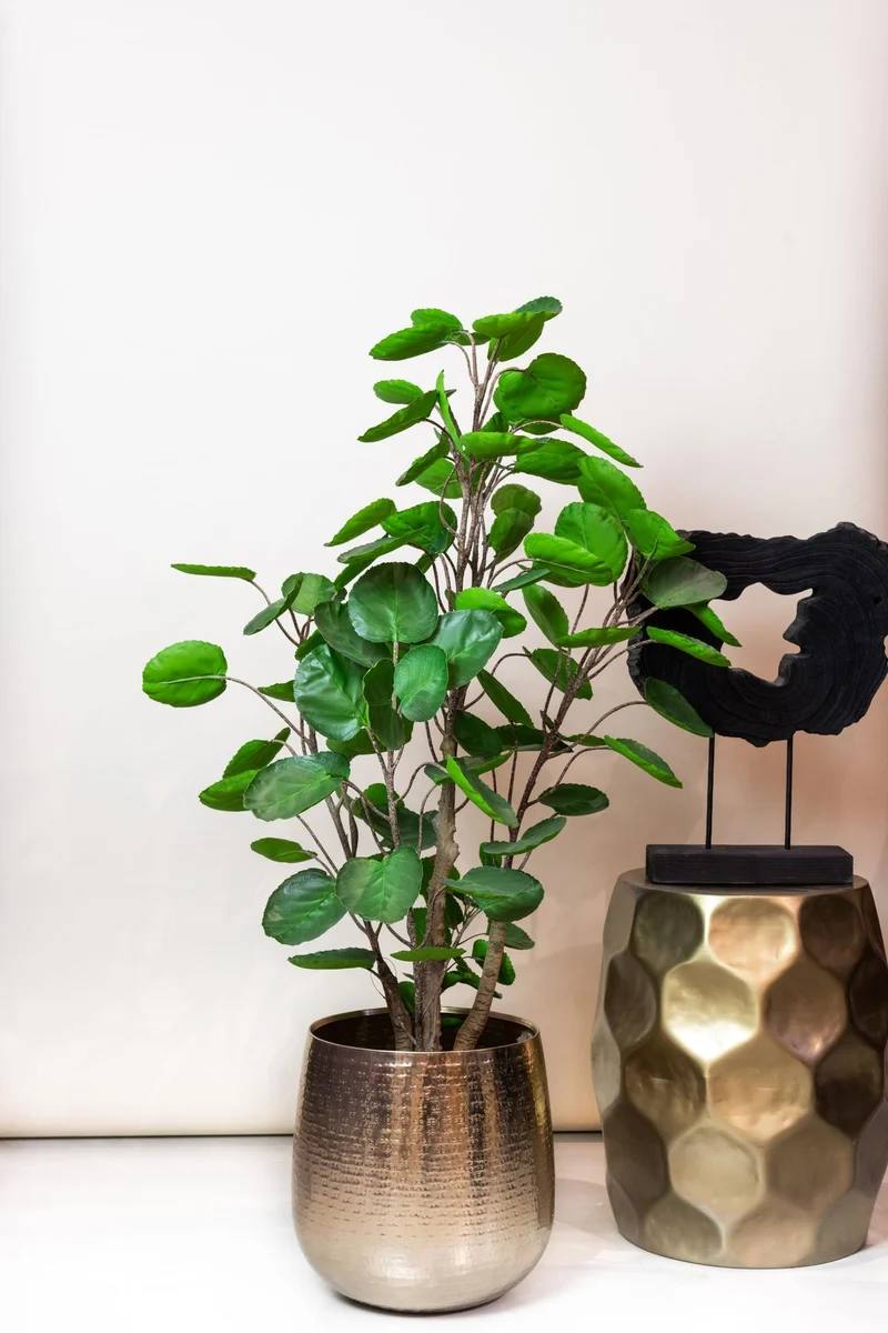 Kunstpflanze - Polyscias - Aralia - 105 - 150 cm