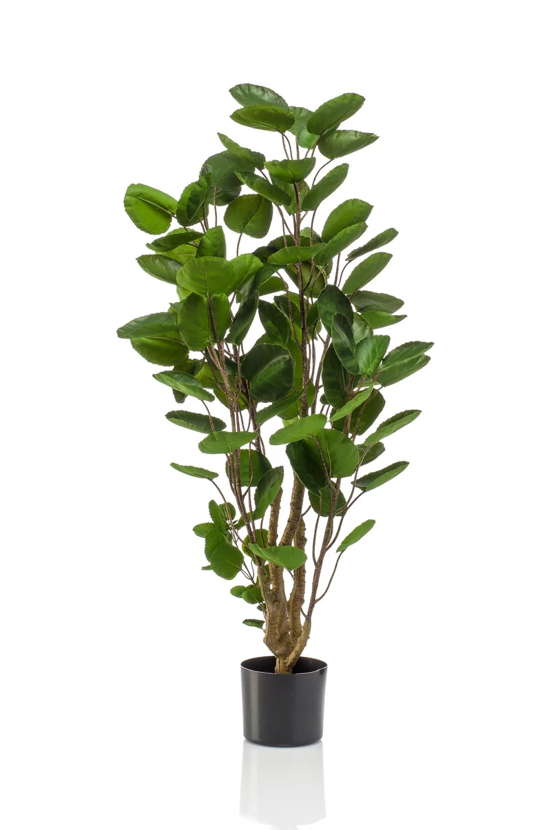 Kunstpflanze - Polyscias - Aralia - 105 - 150 cm