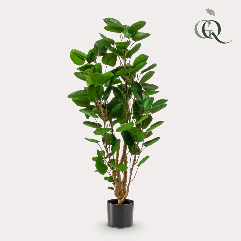 Kunstpflanze - Polyscias - Aralia - 105 - 150 cm