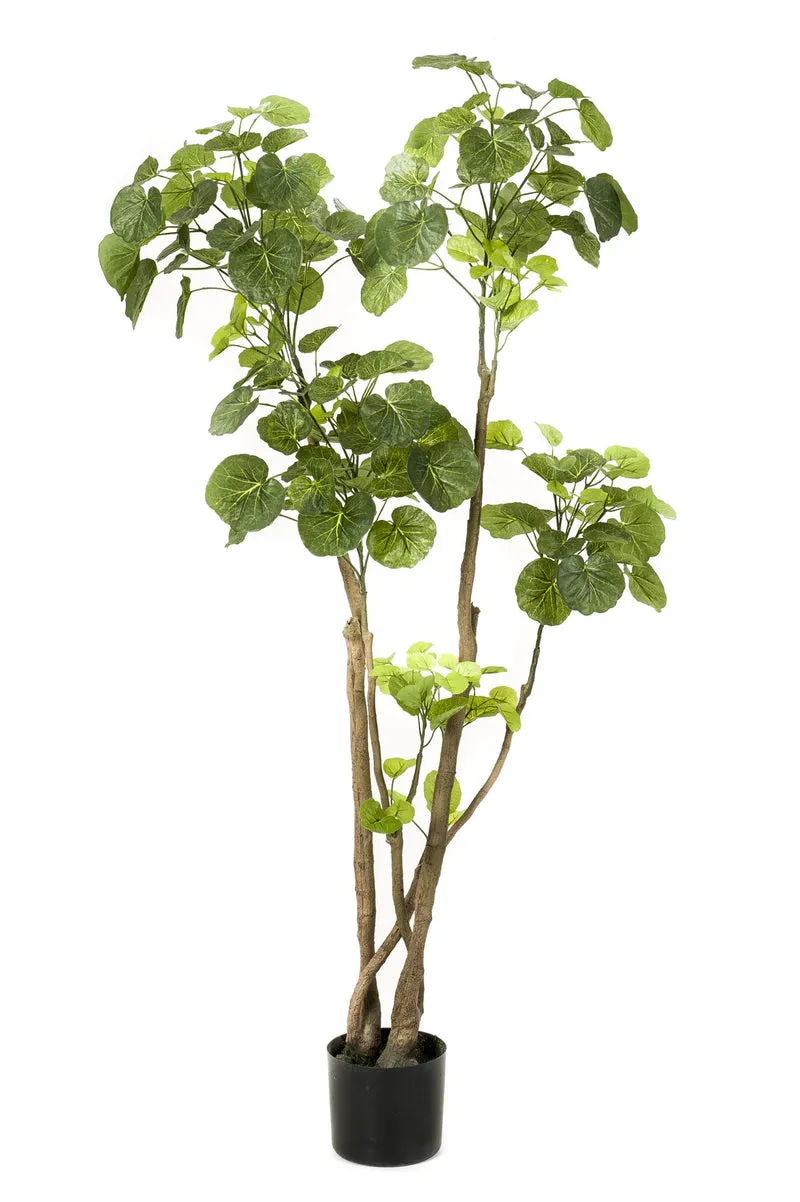 Kunstpflanze - Polyscias - Aralia - 105 - 150 cm