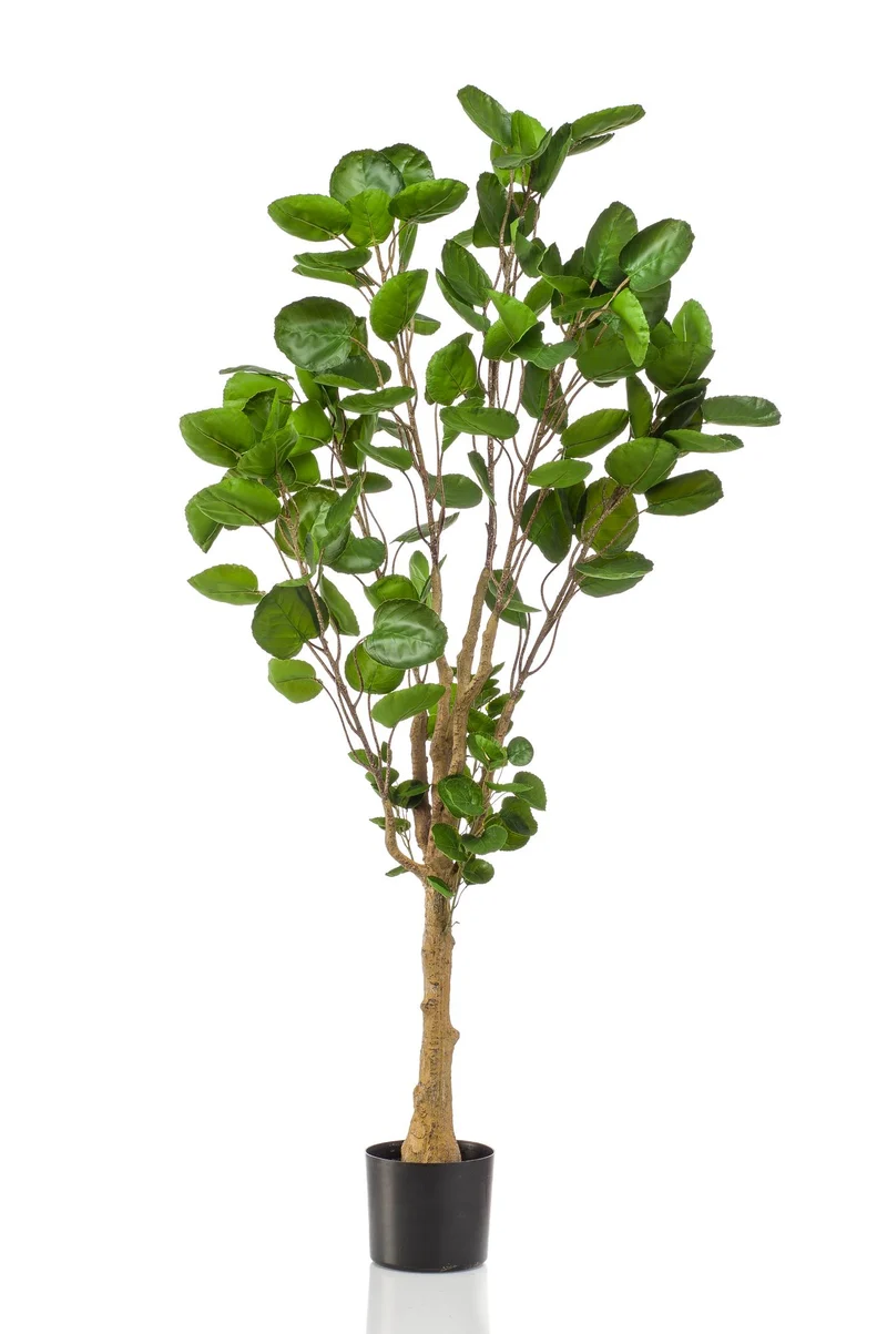 Kunstpflanze - Polyscias - Aralia - 105 - 150 cm