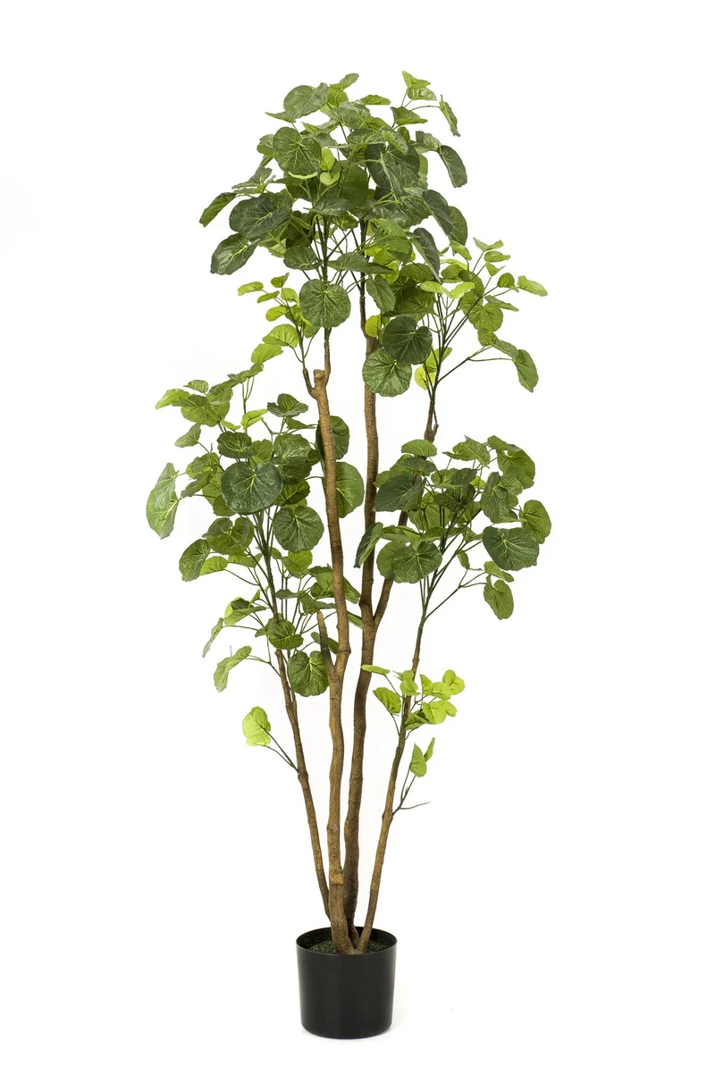 Kunstpflanze - Polyscias - Aralia - 105 - 150 cm