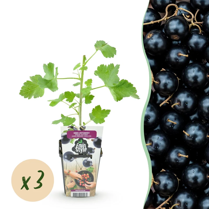 Ribes Jostabes - Winterhart - 3 Pflanzen - Topf 9 cm - Schwarze Johannisbeere