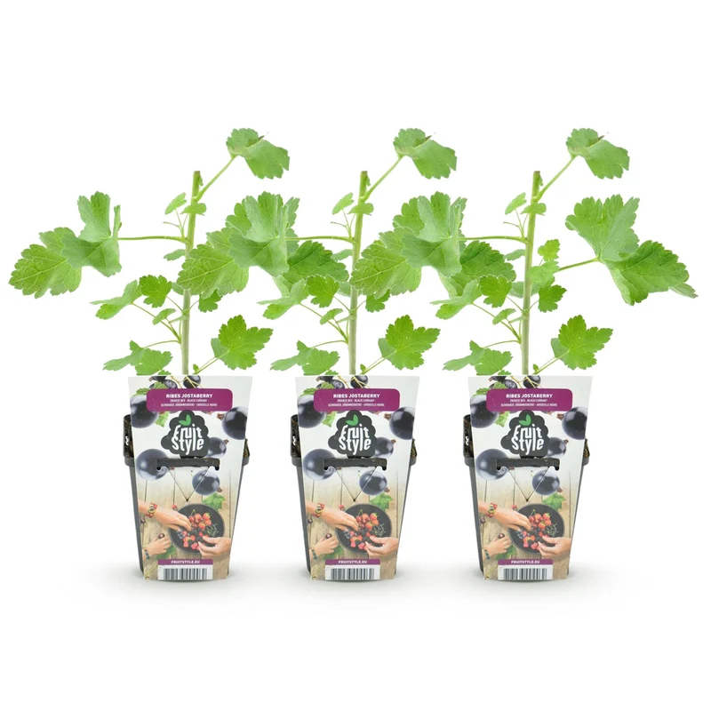 Ribes Jostabes - Winterhart - 3 Pflanzen - Topf 9 cm - Schwarze Johannisbeere