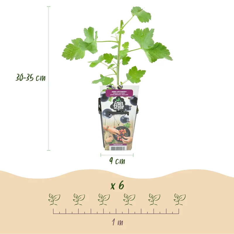 Ribes Jostabes - Winterhart - 3 Pflanzen - Topf 9 cm - Schwarze Johannisbeere