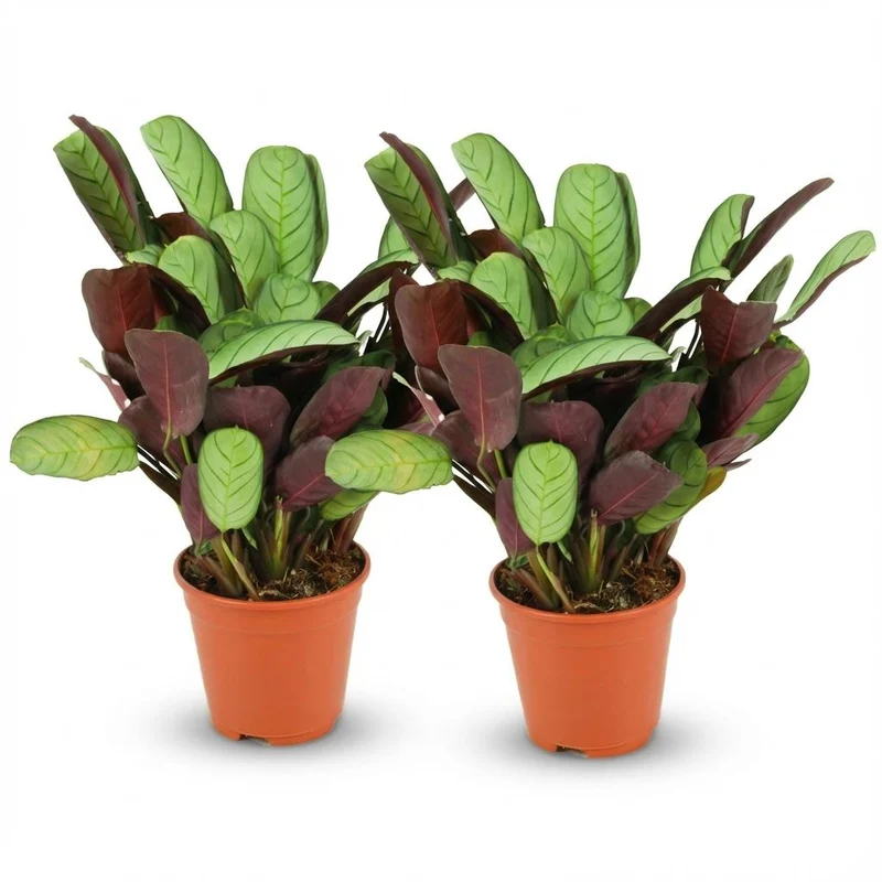 Korbmarante kaufen – Ctenanthe Amagris - 2 Stück - Ø 14 cm - Höhe: 25 - 35 cm