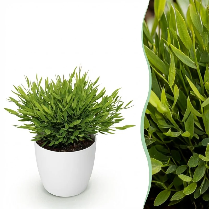 Bamusa Pogonatherum Monica - Bambusgras - Haustierfreundliche Pflanze - 1 Pflanze - mit Topf Potter Weiß, Anthrazit oder im Korb - Topf 12cm - Höhe 20cm